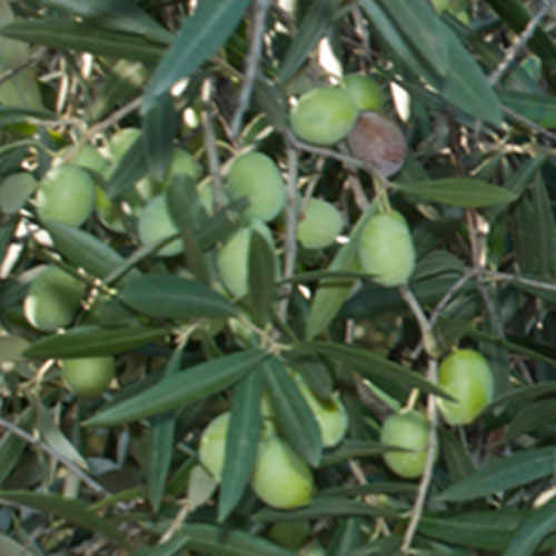 The Carolea Variety: The Queen of the Lametia PDO Extra-Virgin Olive Oil