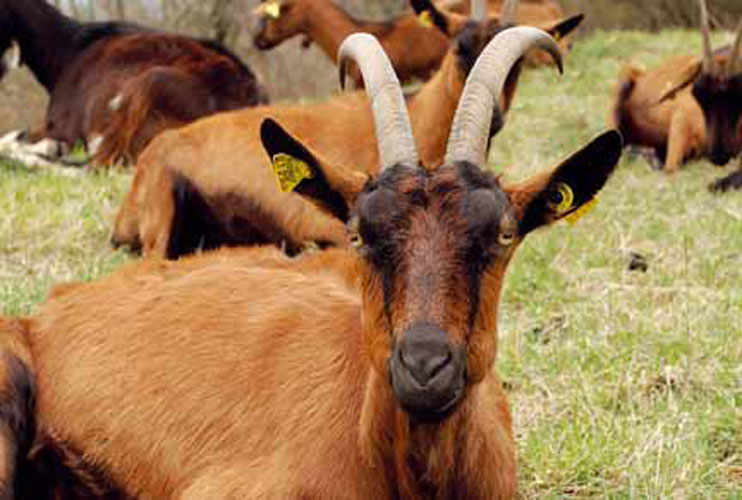 The Happy Goats of Val Gresta.