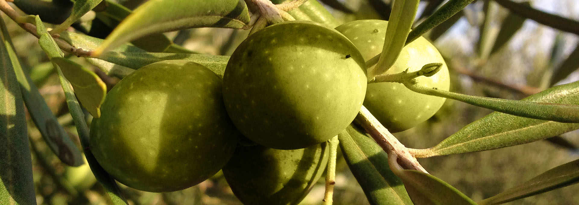 The Itrana Olive