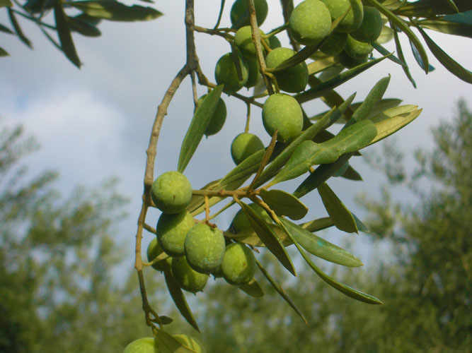 The Itrana Olive.