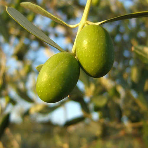 The Frantoio varieties for the Chianti Classico and Terre di Siena extra virgin PDOs